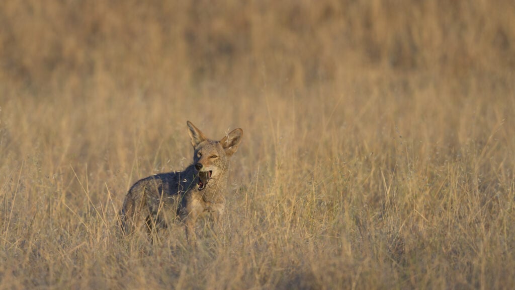 Coyote partially hidden by grass at sunset chews on a vole