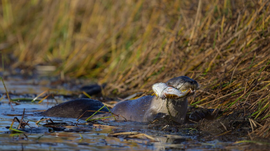 River otter at the rivers edge with a large fish in its mouth