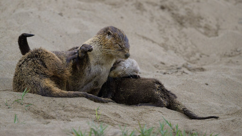 Mother and 2 river otter kits sleeping on a sand dune