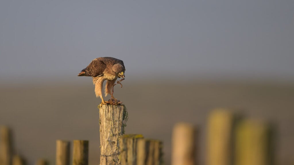 Red-tailed hawk, standing on a fence post with a dismembered vole by its feet and spitting out the small intestines which are falling to the ground