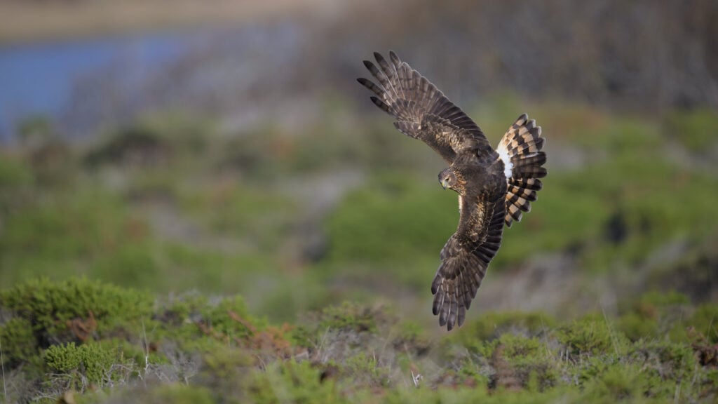 Female northern harrier with wings spread wide preparing to dive into a bush for prey