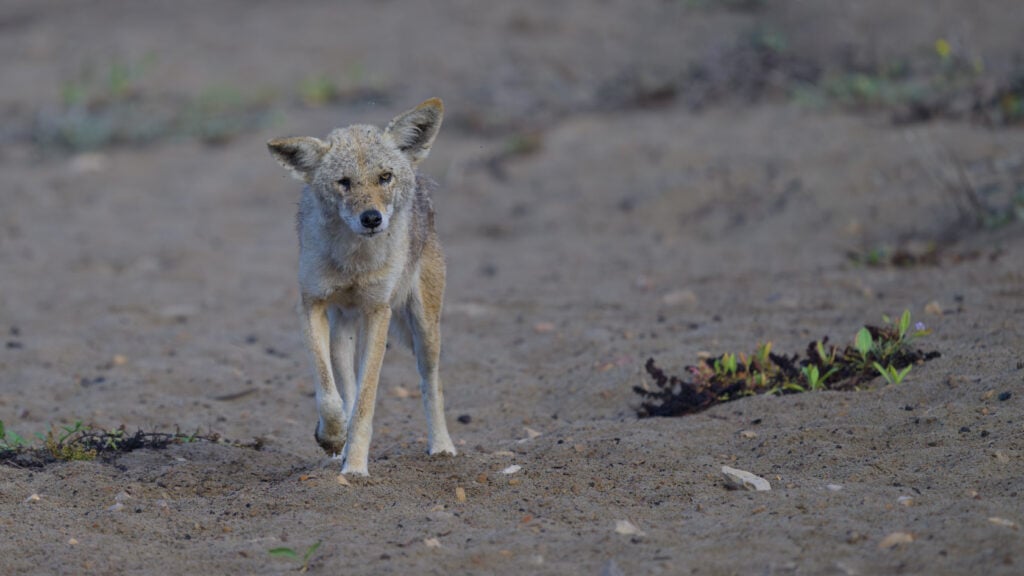 Coyote with one good eye patrols the beach looking for a meal to scavenge