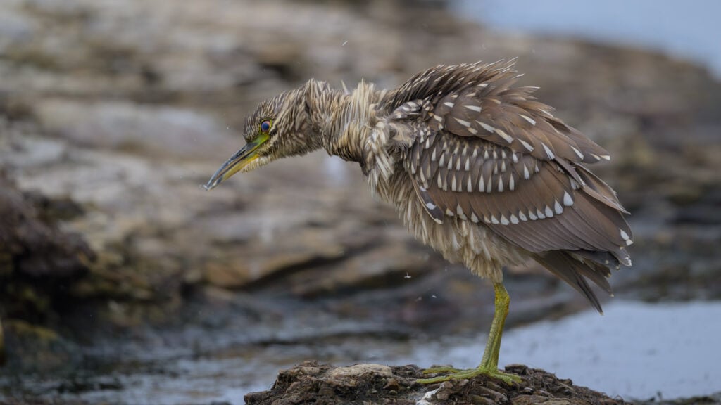 Black crowned night heron stands on a rock and shakes its feathers