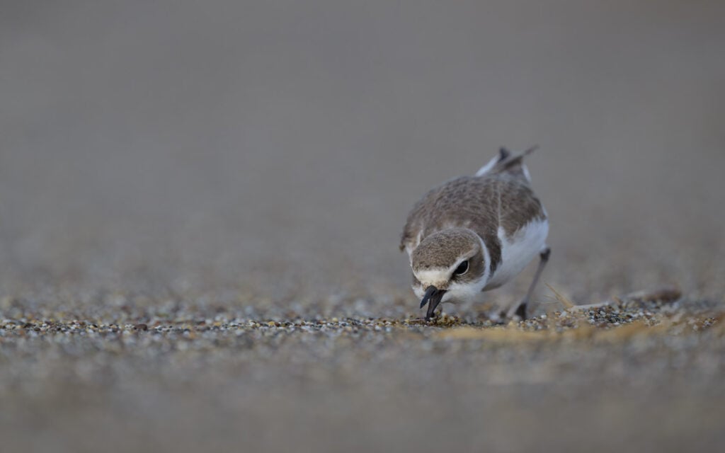 Snowy plover charging toward a bug in in the sand with its bill open