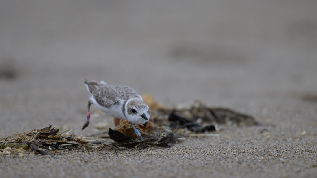 Snowy plover running after prey item on the beach