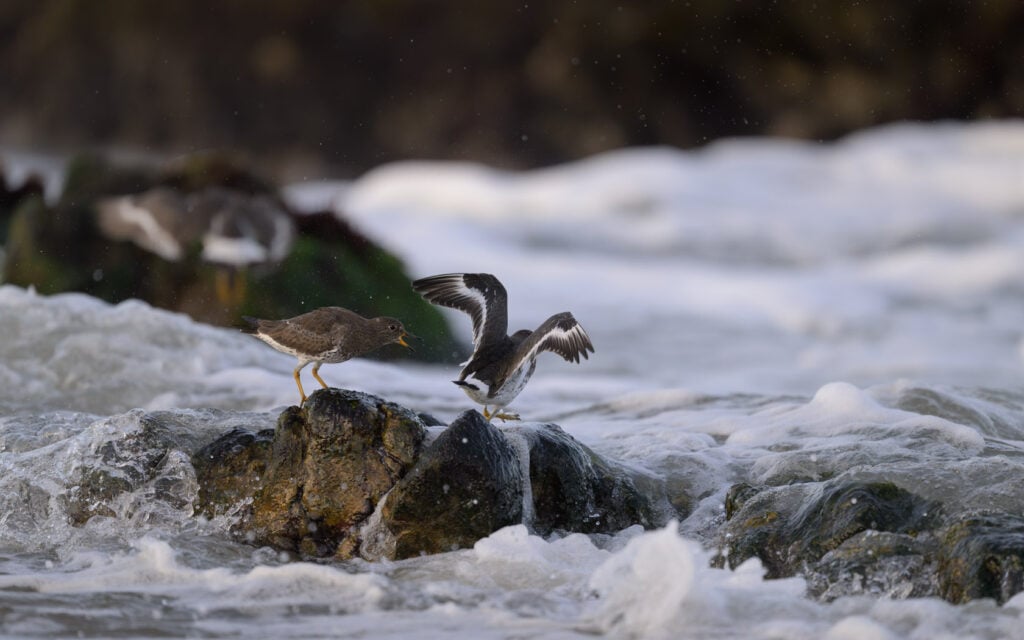 Surfbird perched on a rock amid the surf vocalizes to drive away a second bird