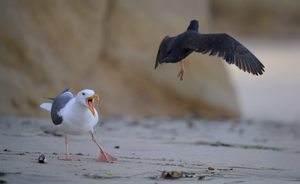 Western gull on the beach vocalizes to drive away a black oyster catcher