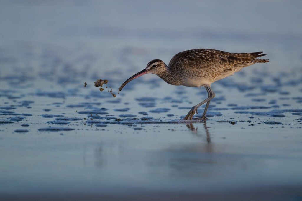 Whimbrel spits a out a mole crab to remove sand before ingesting