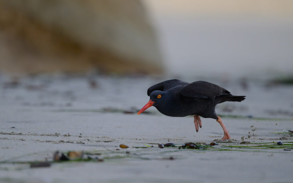 Black oystercatcher on a beach with green stands of seaweed starts a sprint toward an unseen gull
