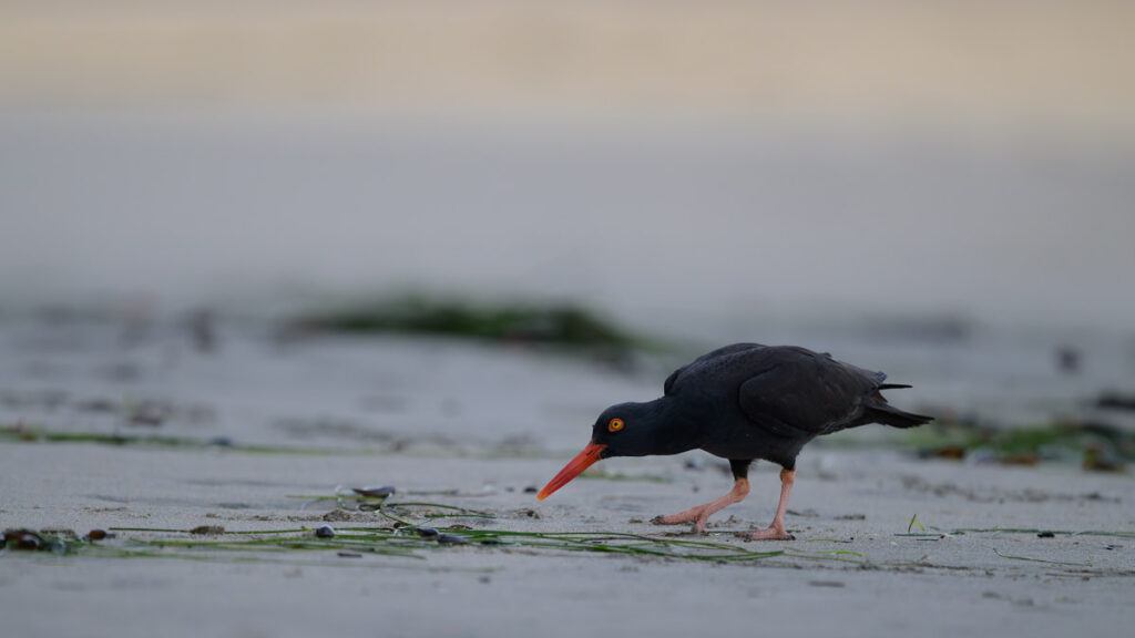Black oystercatcher on a beach with green stands of seaweed and its head held low, but looking forward.
