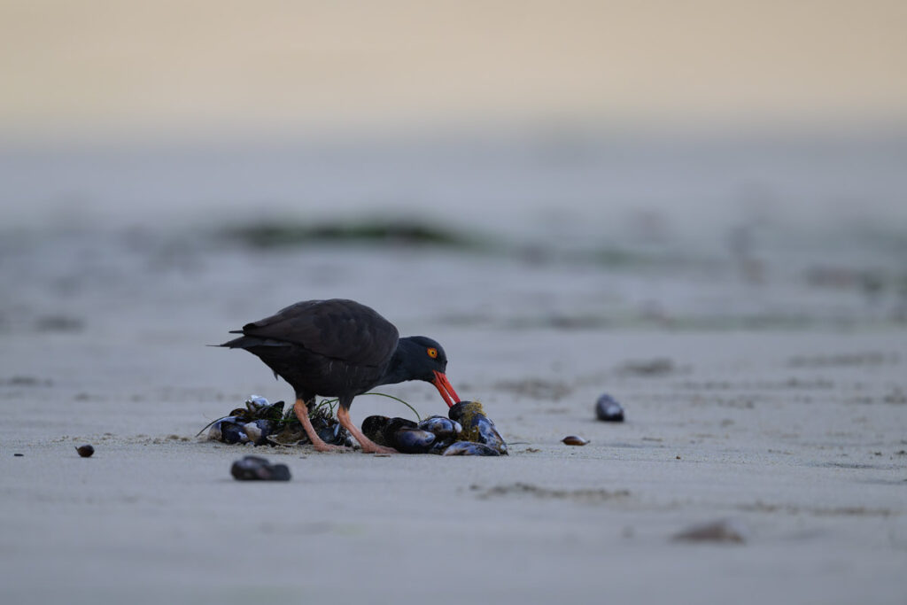 Black oystercatcher on a beach feeding on a cluster of mussels
