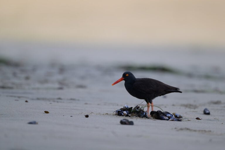 Black Oystercatcher stands on a beach amid a cluster of mussels that washed ashore.