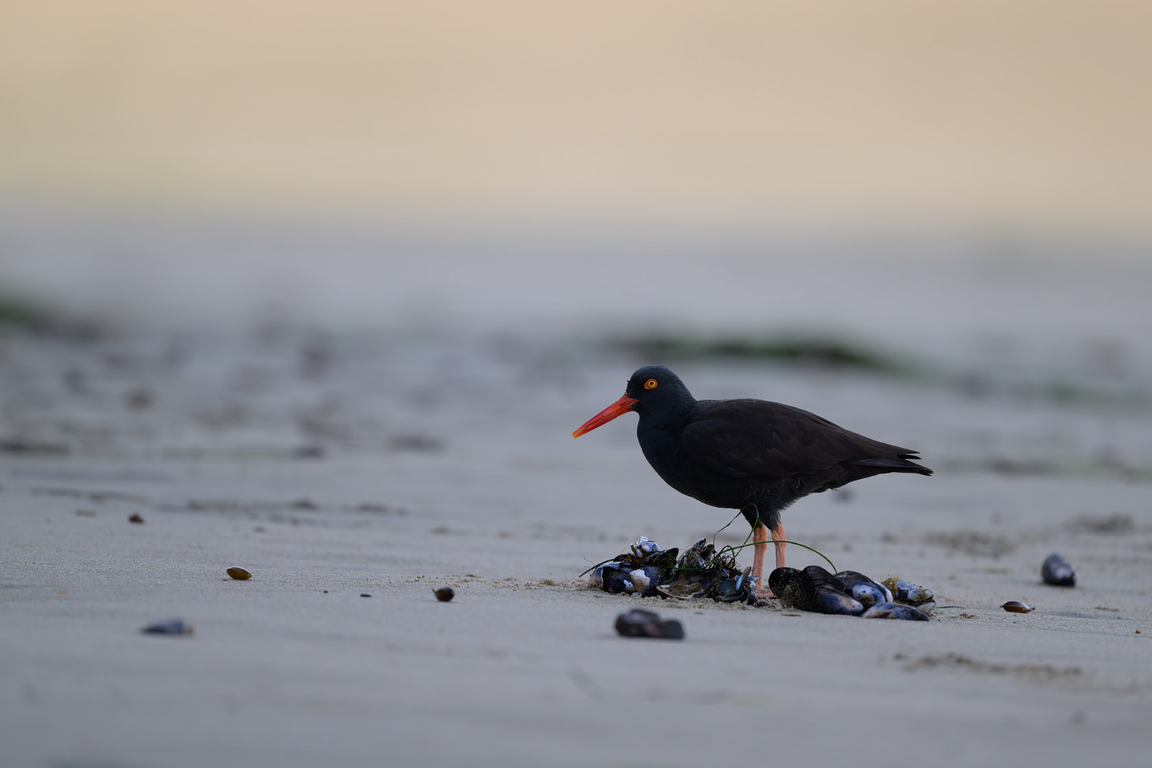 Black Oystercatcher stands on a beach amid a cluster of mussels that washed ashore.