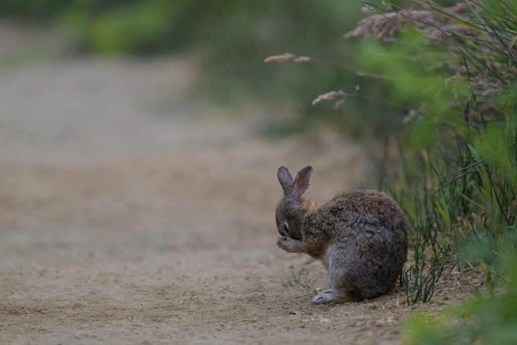 Western brush rabbit rubs its face after a meal and appears to be praying