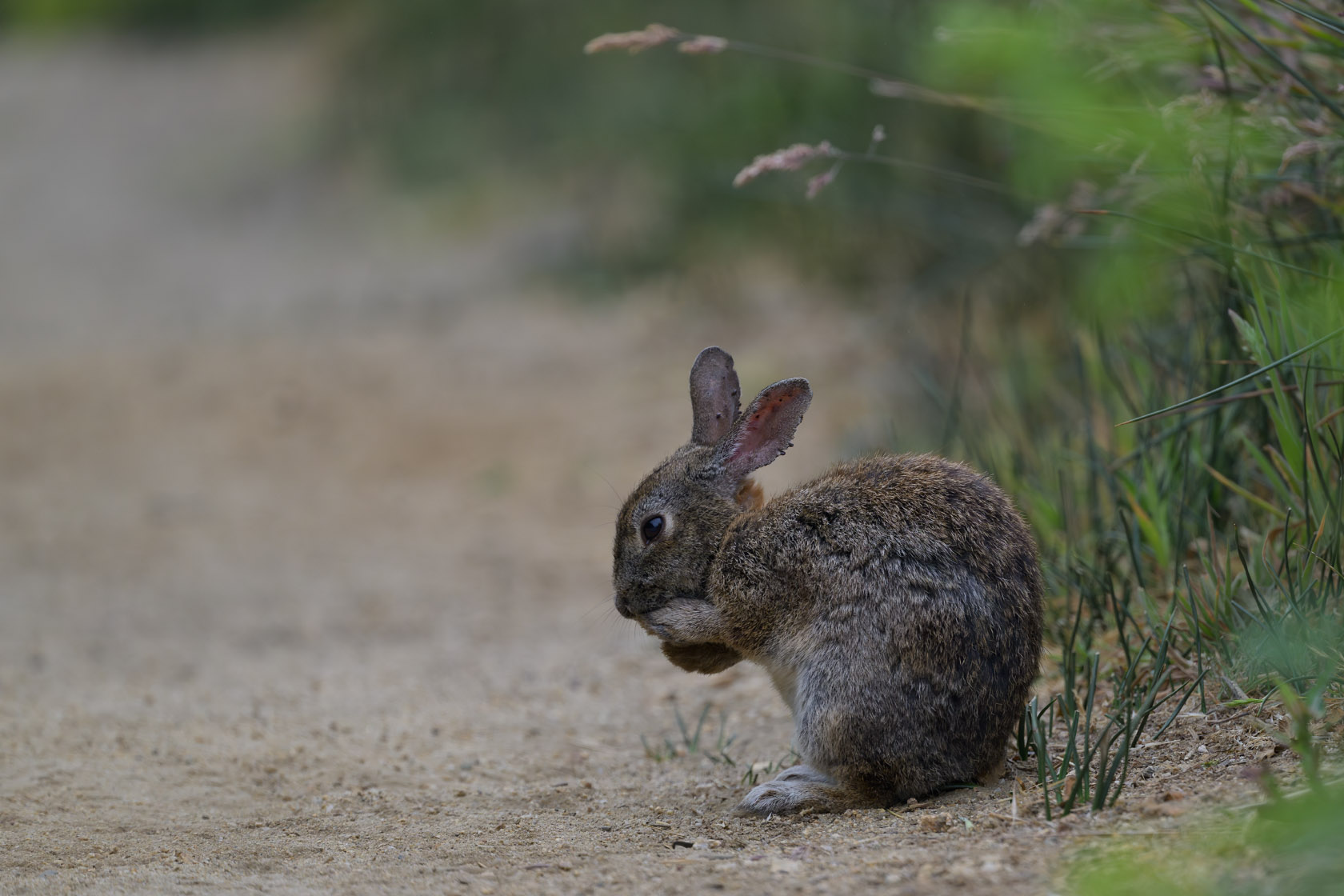 Brush rabbit places both paws to one side of its face, appearing to say good night