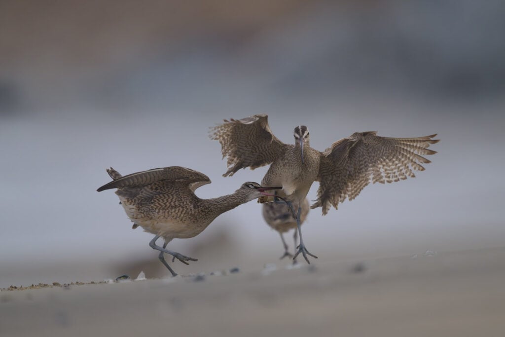 Two whimbrels fighting on the beach. One stabs at the breast of another who unsuccessfully jumps to avoid contact