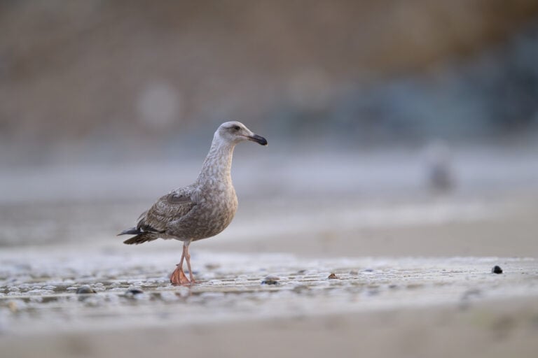 Young gull creeps along the shoreline shortly before attempting to steal a meal from another gull