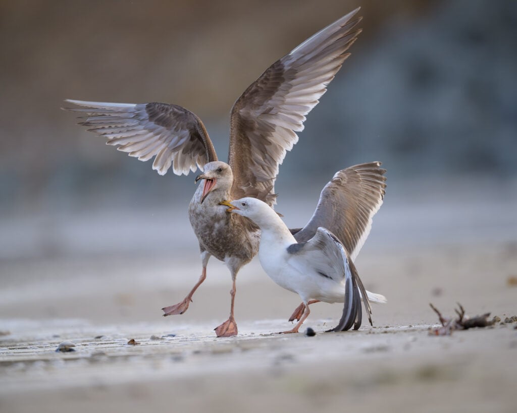 Subadult Western Gull on a beach with a firm grip of a juvenile gull's breast
