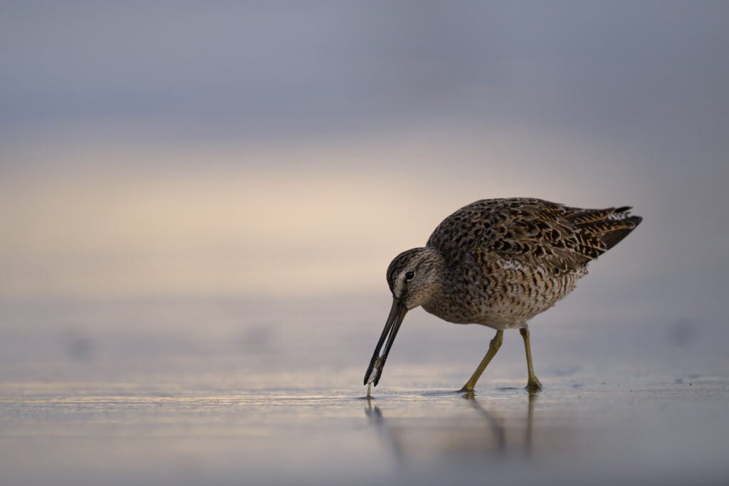 Sanderling in breeding plumage stands at the water's edge and sucks a small invertebrate from the sand with a pastel orange blue sunrise sky in the background