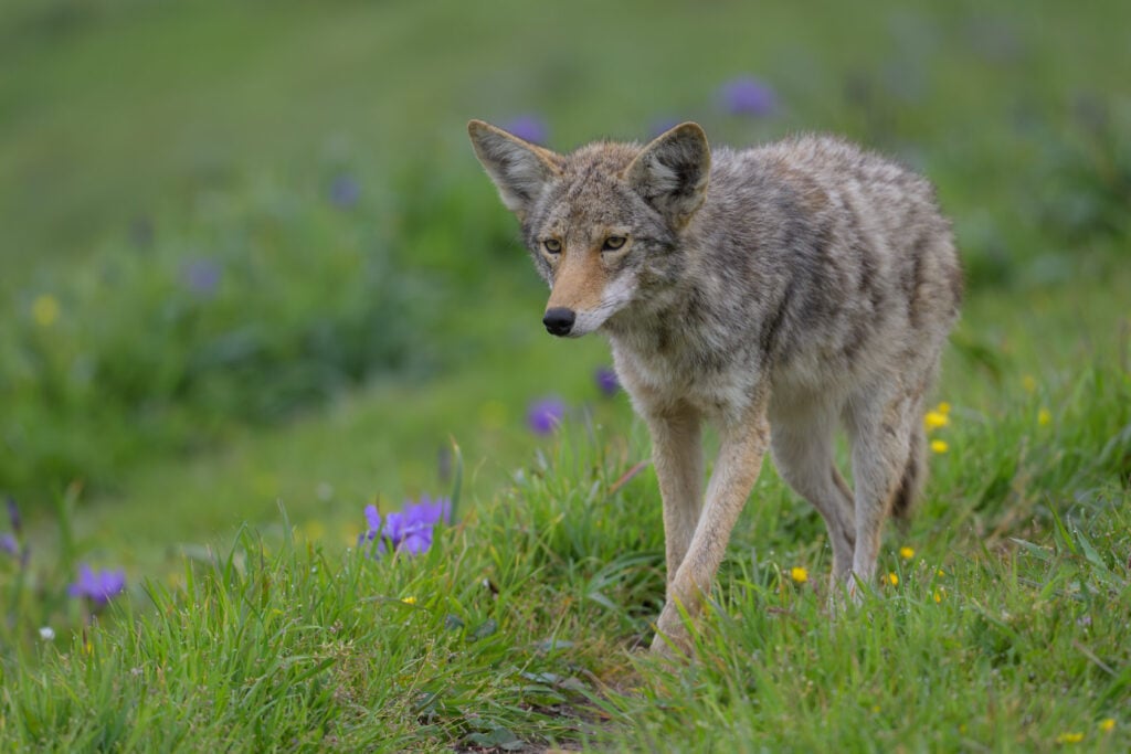 A coyote walks through field of lush spring green grasses with violet and yellow flowers