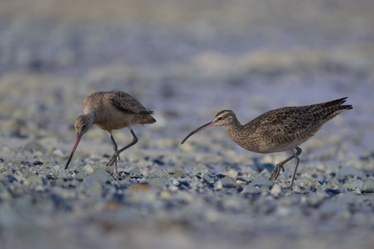 A marbled godwit looks for a dropped crab in a mass of velella velella bodies on a beach while a whimbrel is rushing in to steal the crab