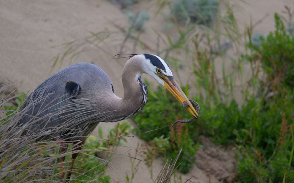 Great blue heron surrounded by tall grasses on a river bank with a lizard in its mouth