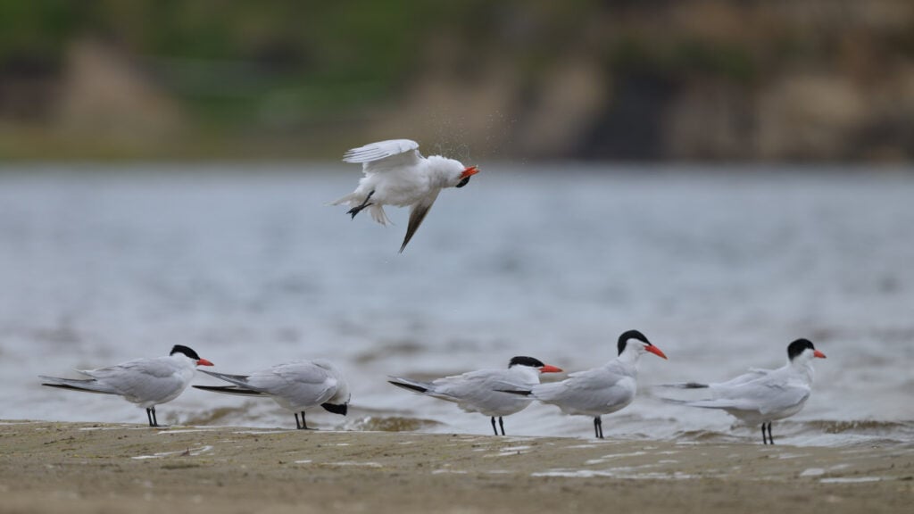 Caspian tern flying above other birds at edge of the beach twists its body to shake off water