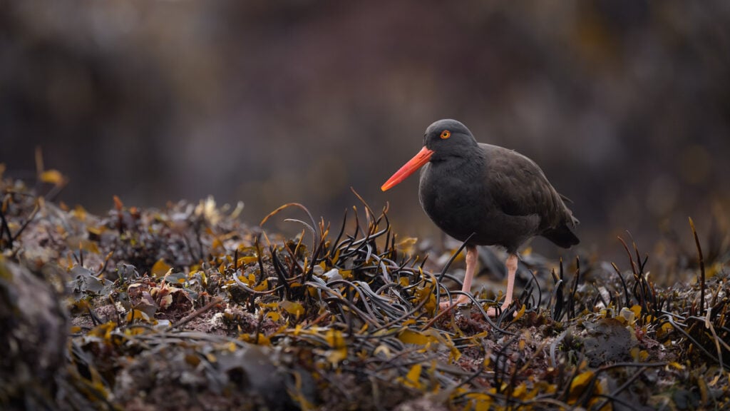 Black oystercatcher standing on a rock covered in yellow and green seaweed at low tide