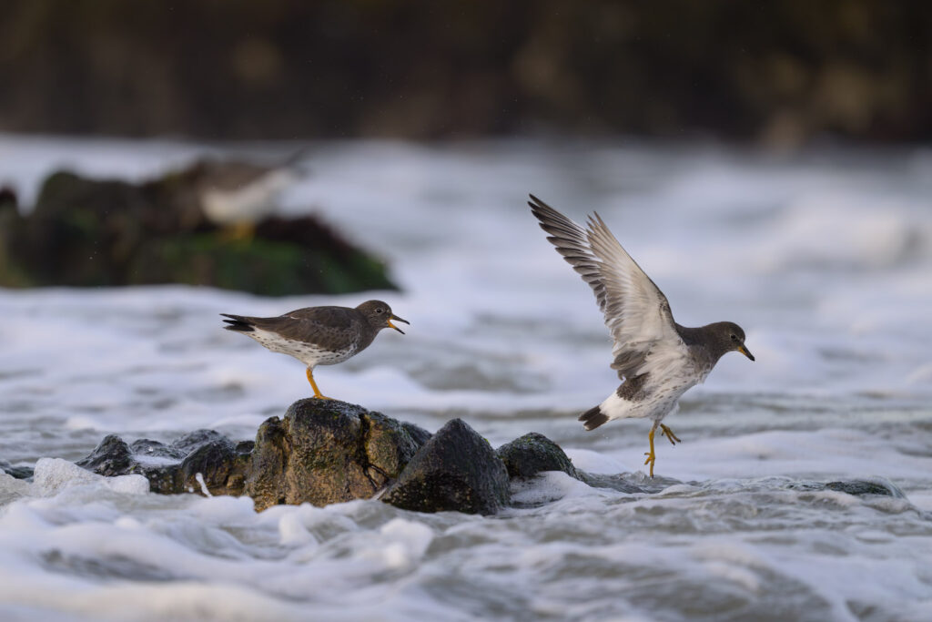 Surfbird on a rock surrounded by white water vocalizes toward another surfbird that is jumping off of the same rock