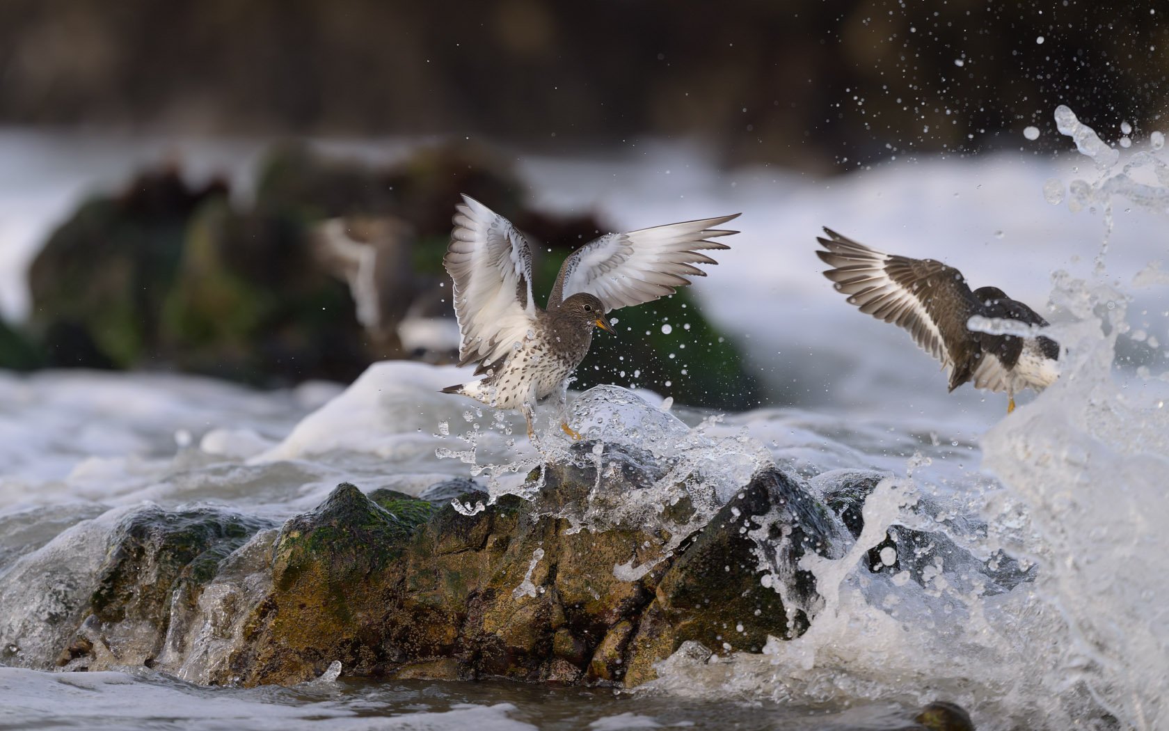 Two surfbirds landing on a rock as a wave is washing over the rock