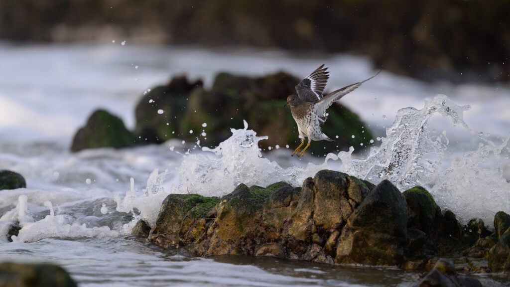 Surfbird landing on an offshore rock covered with green algae as a wave hits the rock