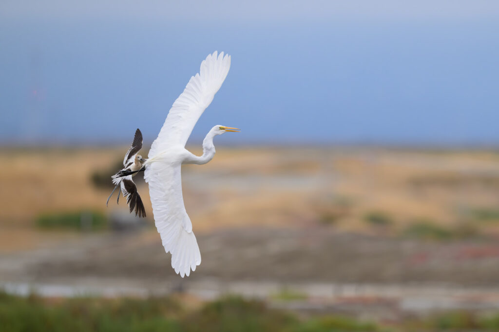 American Avocet flying over yellow grasses on a blue gray morning, harasses a Great Egret that passed through its territory.