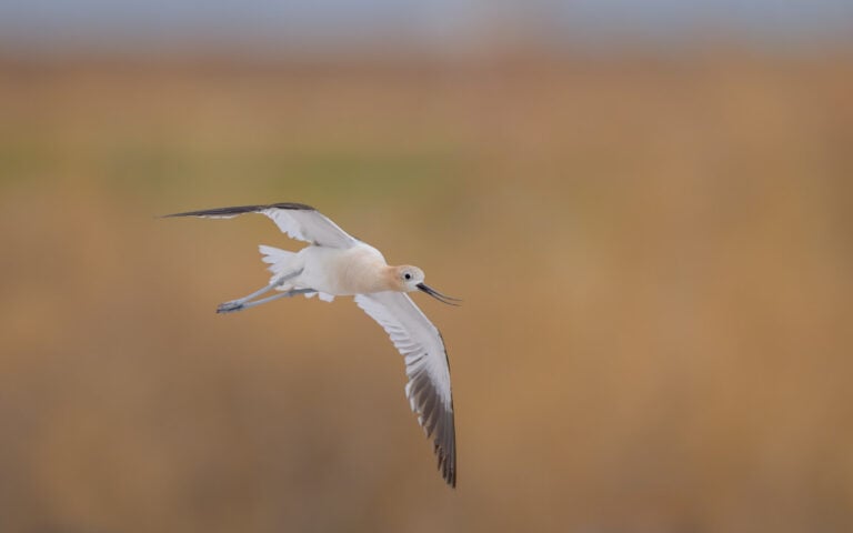 Male American Avocet flies over yellow grasses chasing an intruder