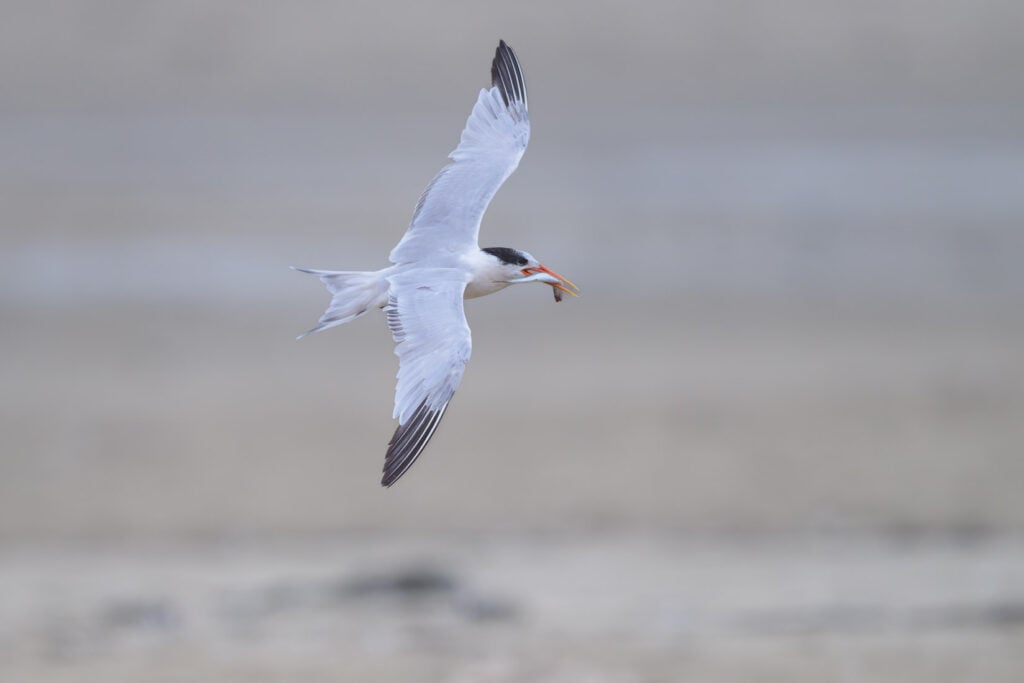 Elegant tern with a fish in its bill flies over an empty section of the beach with fog and salt spray in the background