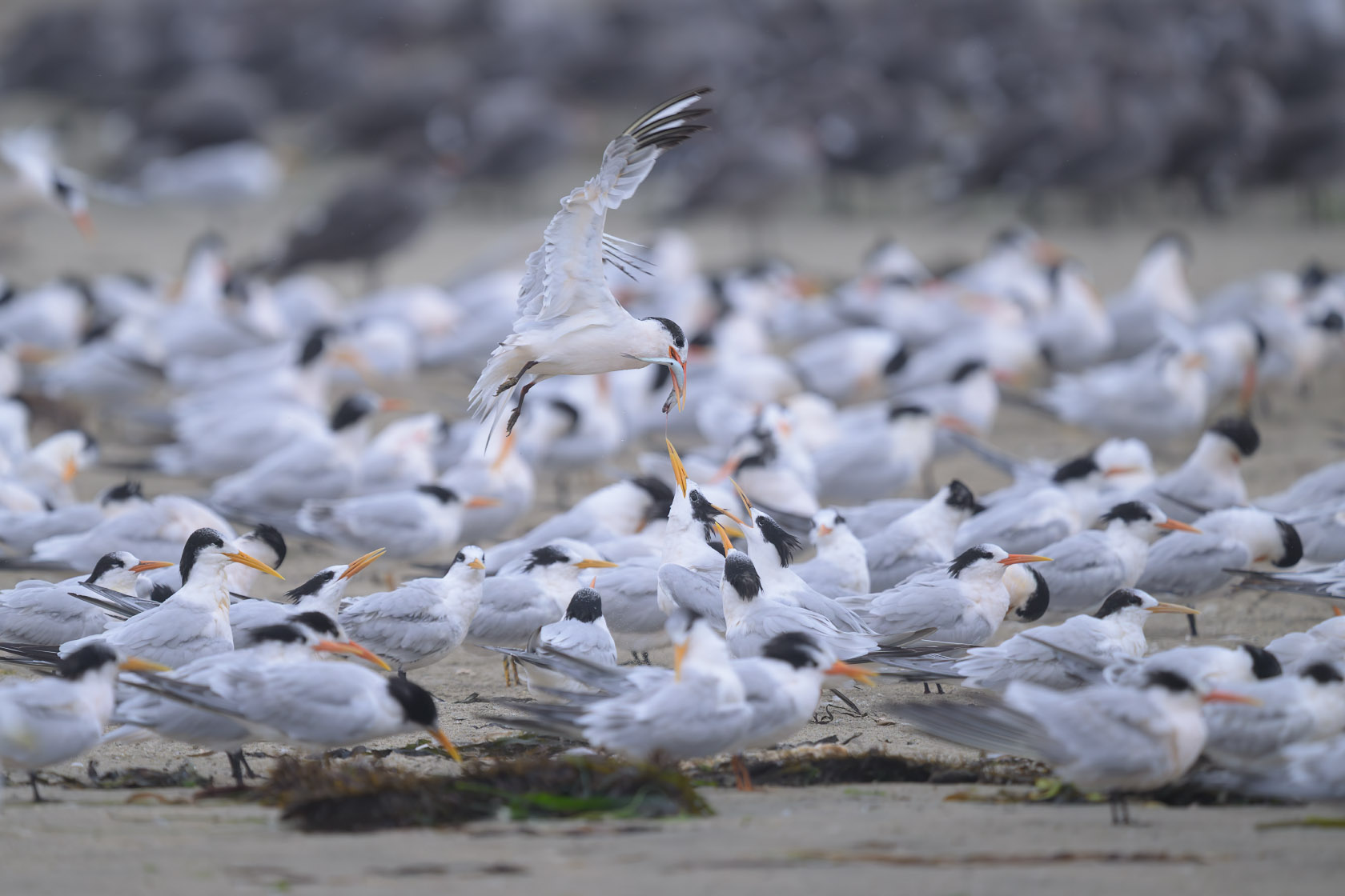 Elegant tern parent elevates above the colony with a fish in its bill away from a juvenile that pretended to be its offspring, while two other juveniles look on