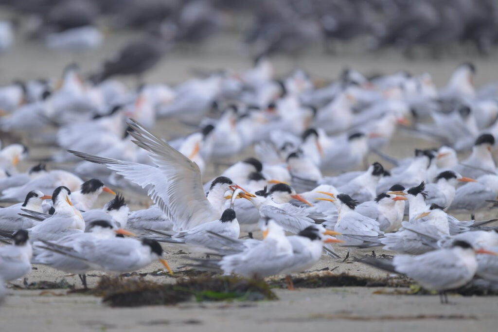 Elegant tern juvenile in the middle of large tern colony grabs a fish from an adult
