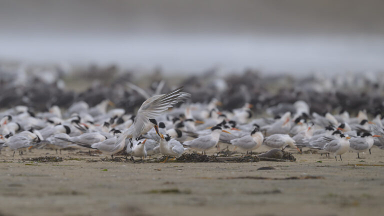 Elegant tern parent on a beach takes off with a fish in its bill that a juvenile was trying to grab
