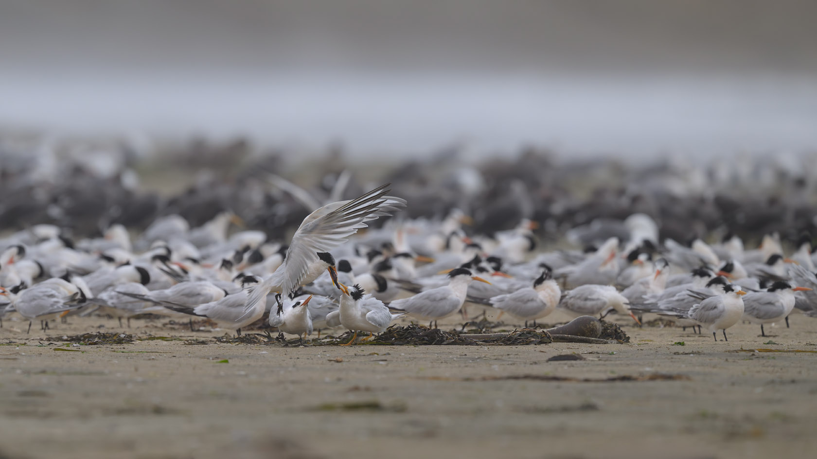 Elegant tern parent on a beach takes off with a fish in its bill that a juvenile was trying to grab