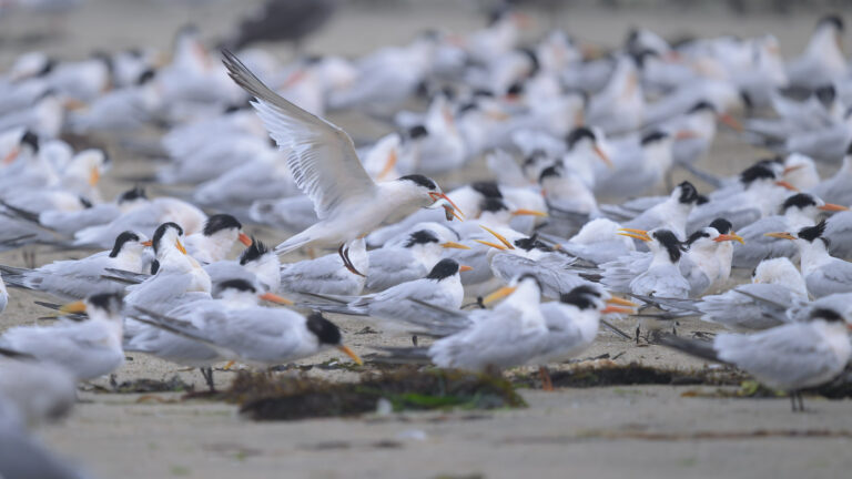 Elegant Tern parent with a fish in its bill lands in the middle of the tern colony in front of a juvenile with its bill open, ready to seize the fish.