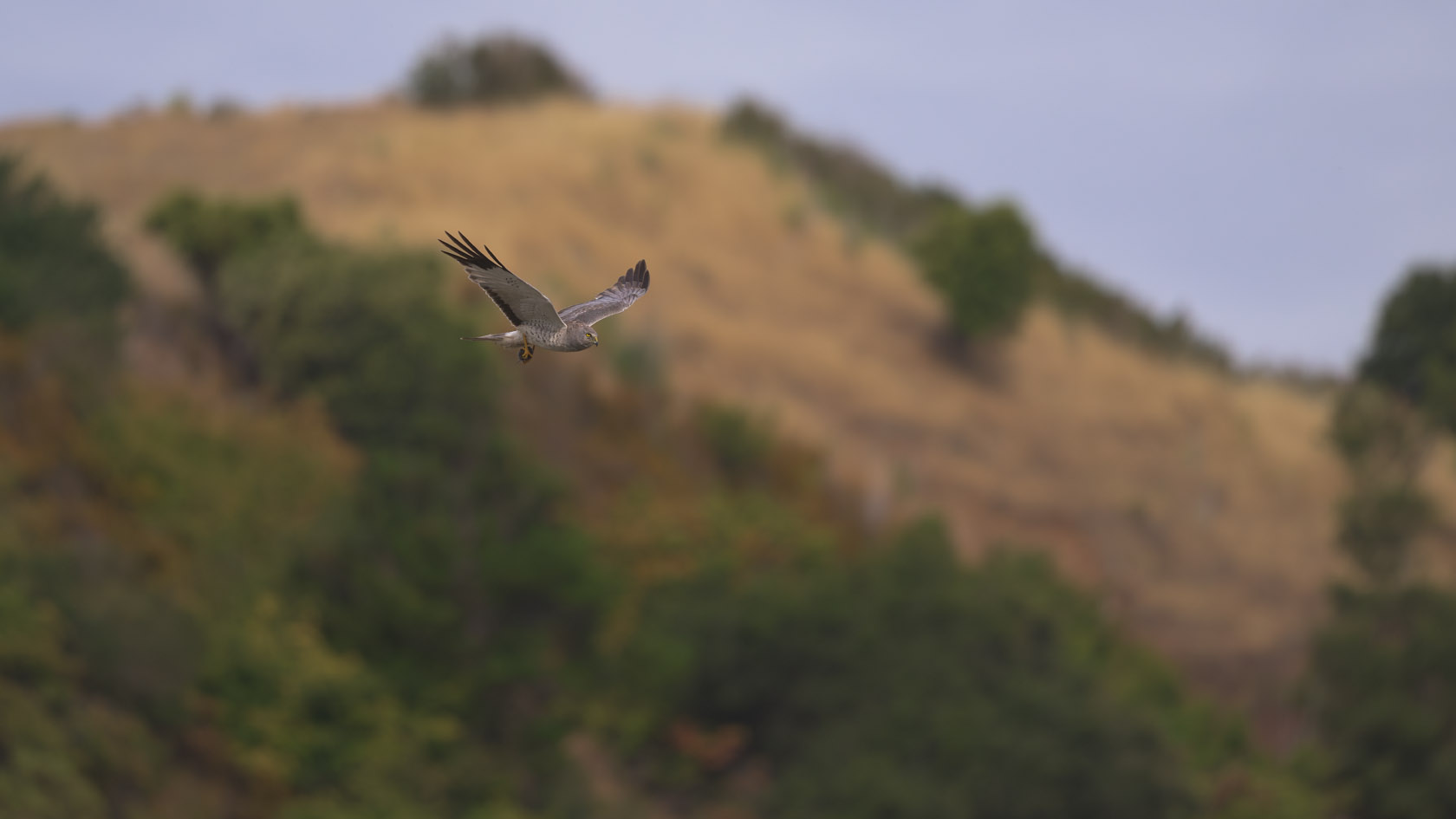 A male northern harrier with a vole in its talons flies over the downslope of a hill with yellow grasses, spaced oak trees and a light blue sky in the background