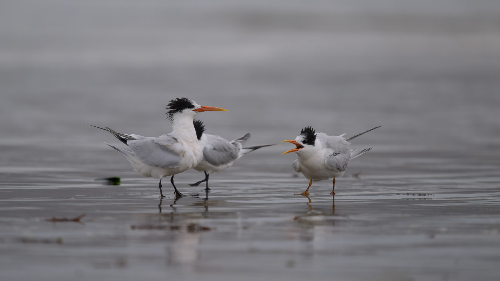 A juvenile elegant tern ignores a parent's plea to stop and continues begging