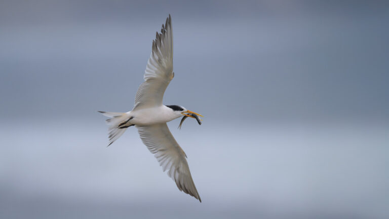 Elegant tern with a fish flies across a cloudy sky in the late afternoon