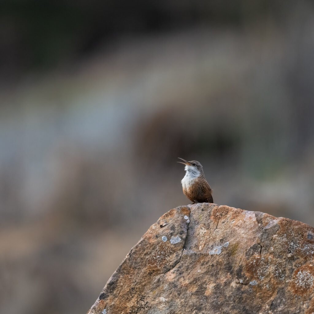 Canyon wren signing while perched on a rock