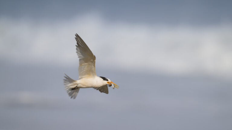 Elegant tern parent with prey searches for its offspring