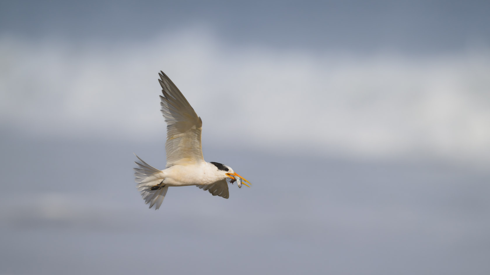 Elegant tern parent with prey searches for its offspring