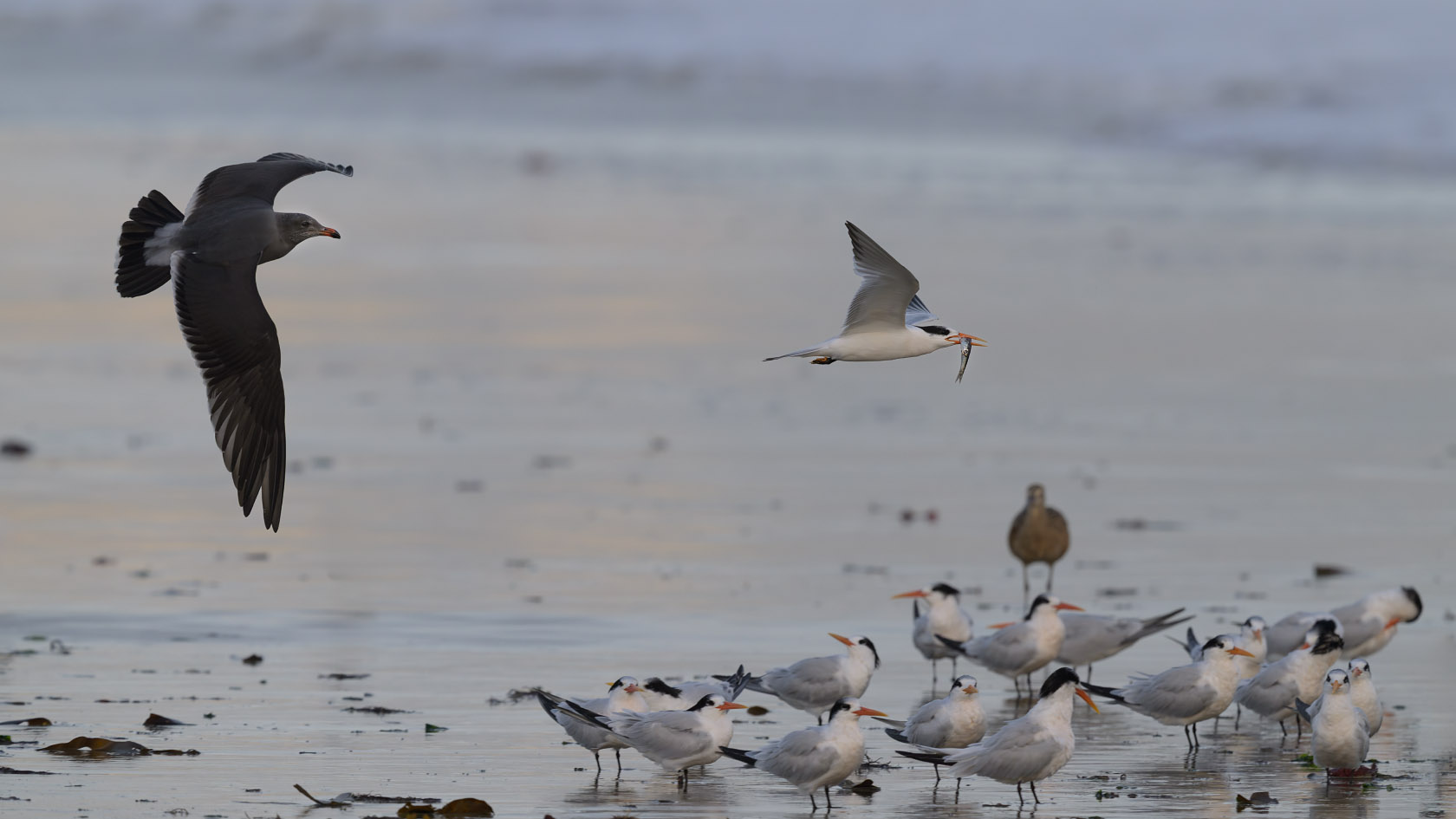 An elegant tern parent with a fish is chased by a juvenile Heermann's gull