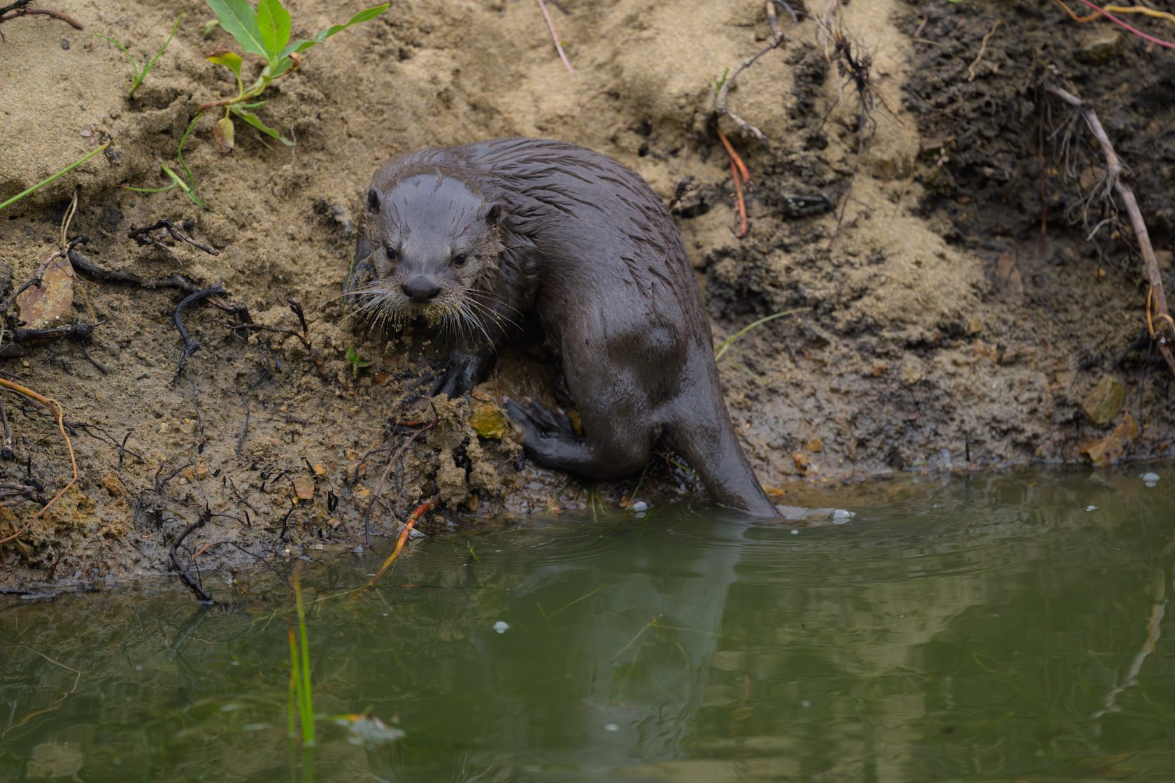 A river otter pup on a steep river bank turns to reenter the water
