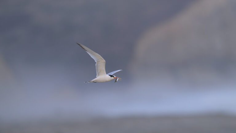 Elegant tern parent flies over a foggy beach looking for its offspring