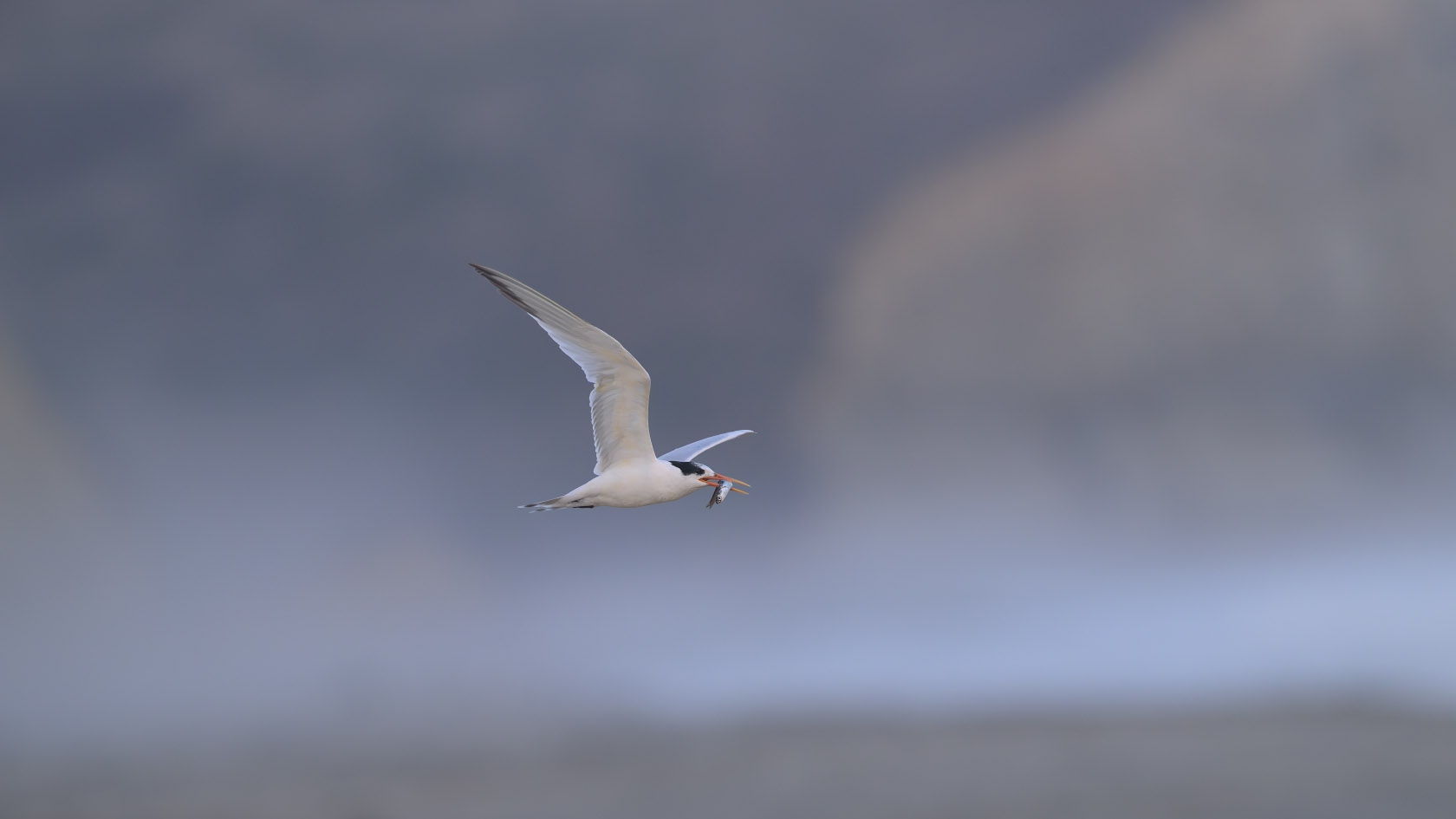 Elegant tern parent flies over a foggy beach looking for its offspring