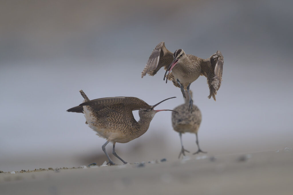 A whimbrel jumps to avoid the attack of another